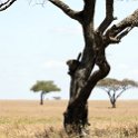 TZA MAR SerengetiNP 2016DEC24 RoadB144 011 : 2016, 2016 - African Adventures, Africa, Date, December, Eastern, Mara, Month, Places, Road B144, Serengeti National Park, Tanzania, Trips, Year